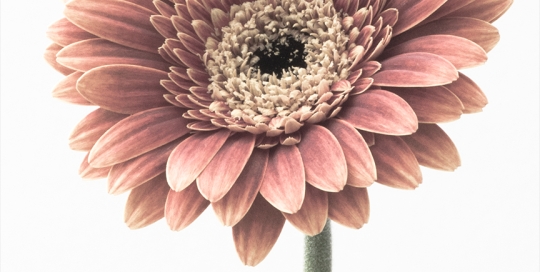 Gerbera - Gerbera jamesonii